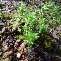 Crassula sieberiana (Austral Stonecrop) at Bookham, NSW - 29 Jul 2020 by AndyRussell