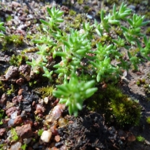 Crassula sieberiana at Bookham, NSW - 29 Jul 2020 12:37 PM