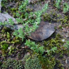 Crassula sieberiana at Bookham, NSW - 29 Jul 2020 12:37 PM