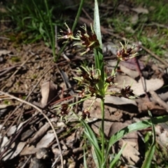 Luzula meridionalis (Common Woodrush) at Bookham, NSW - 29 Jul 2020 by AndyRussell