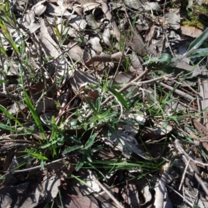 Billardiera scandens at Bookham, NSW - 29 Jul 2020 12:42 PM