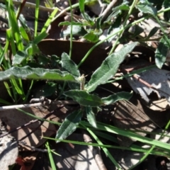 Billardiera scandens at Bookham, NSW - 29 Jul 2020