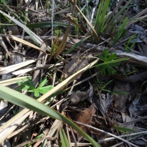 Geranium sp. at Bookham, NSW - 29 Jul 2020 12:44 PM