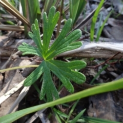 Geranium sp. at Bookham, NSW - 29 Jul 2020 12:44 PM