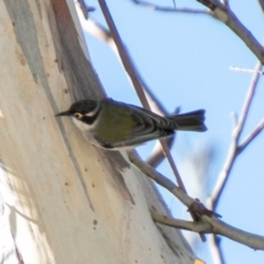 Melithreptus brevirostris (Brown-headed Honeyeater) at Namadgi National Park - 11 Aug 2020 by SWishart