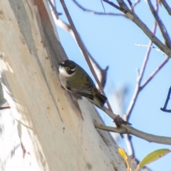 Melithreptus brevirostris at Cotter River, ACT - 11 Aug 2020