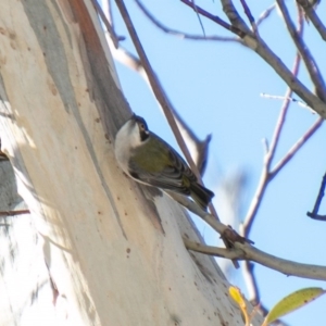 Melithreptus brevirostris at Cotter River, ACT - 11 Aug 2020