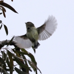 Smicrornis brevirostris at Acton, ACT - 11 Aug 2020 11:27 AM