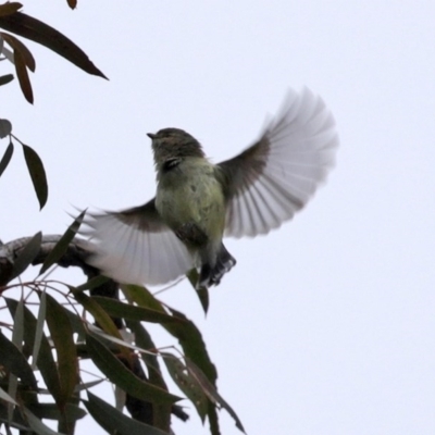 Smicrornis brevirostris (Weebill) at ANBG - 11 Aug 2020 by RodDeb