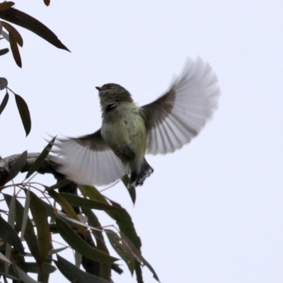 Smicrornis brevirostris (Weebill) at Acton, ACT - 11 Aug 2020 by RodDeb