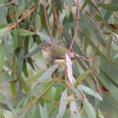 Smicrornis brevirostris at Acton, ACT - 11 Aug 2020 11:27 AM