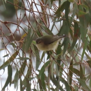 Smicrornis brevirostris at Acton, ACT - 11 Aug 2020 11:27 AM