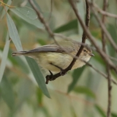 Smicrornis brevirostris at Acton, ACT - 11 Aug 2020