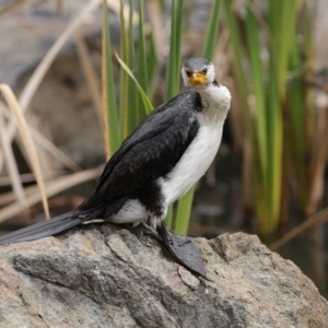 Microcarbo melanoleucos at Acton, ACT - 11 Aug 2020