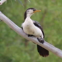 Microcarbo melanoleucos at Acton, ACT - 11 Aug 2020