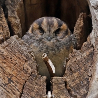 Aegotheles cristatus (Australian Owlet-nightjar) at ANBG - 11 Aug 2020 by RodDeb