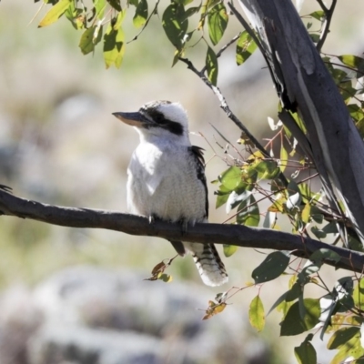 Dacelo novaeguineae (Laughing Kookaburra) at Holt, ACT - 10 Aug 2020 by Alison Milton