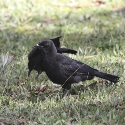 Corcorax melanorhamphos (White-winged Chough) at The Pinnacle - 10 Aug 2020 by Alison Milton