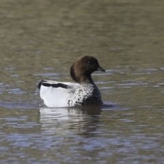 Chenonetta jubata (Australian Wood Duck) at The Pinnacle - 10 Aug 2020 by AlisonMilton