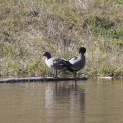 Chenonetta jubata at Holt, ACT - 10 Aug 2020