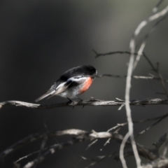 Petroica boodang (Scarlet Robin) at Holt, ACT - 10 Aug 2020 by AlisonMilton