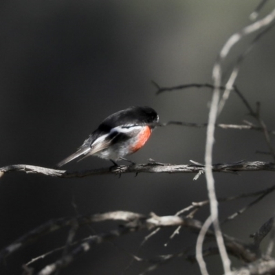 Petroica boodang (Scarlet Robin) at The Pinnacle - 10 Aug 2020 by Alison Milton