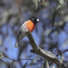 Petroica boodang (Scarlet Robin) at The Pinnacle - 10 Aug 2020 by Alison Milton