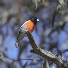 Petroica boodang (Scarlet Robin) at Holt, ACT - 10 Aug 2020 by Alison Milton