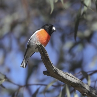 Petroica boodang (Scarlet Robin) at The Pinnacle - 10 Aug 2020 by Alison Milton