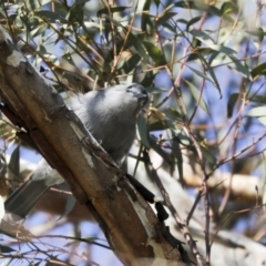 Colluricincla harmonica (Grey Shrikethrush) at Holt, ACT - 10 Aug 2020 by Alison Milton