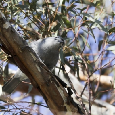 Colluricincla harmonica (Grey Shrikethrush) at Holt, ACT - 10 Aug 2020 by AlisonMilton