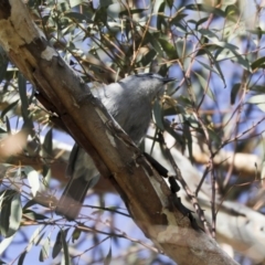 Colluricincla harmonica at Holt, ACT - 10 Aug 2020