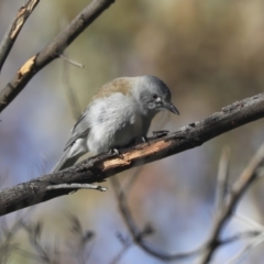 Colluricincla harmonica (Grey Shrikethrush) at The Pinnacle - 10 Aug 2020 by Alison Milton