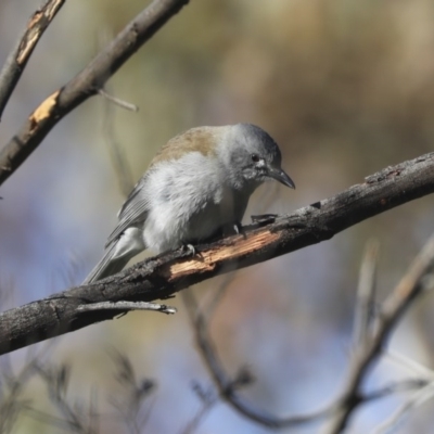 Colluricincla harmonica (Grey Shrikethrush) at The Pinnacle - 10 Aug 2020 by Alison Milton