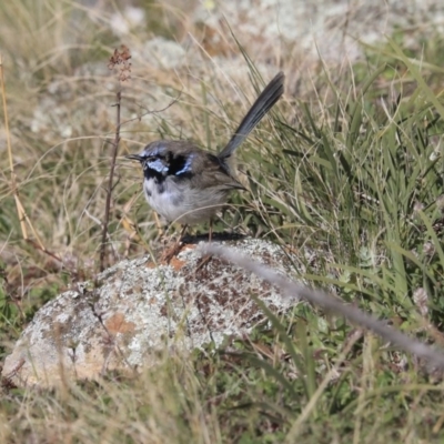 Malurus cyaneus (Superb Fairywren) at The Pinnacle - 4 Aug 2020 by Alison Milton