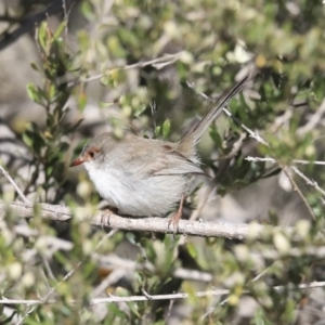 Malurus cyaneus at Holt, ACT - 4 Aug 2020