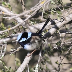 Malurus cyaneus at Holt, ACT - 4 Aug 2020