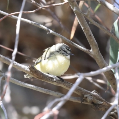 Acanthiza chrysorrhoa (Yellow-rumped Thornbill) at Holt, ACT - 4 Aug 2020 by Alison Milton