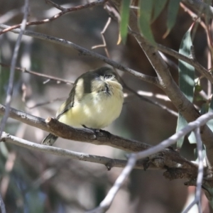 Acanthiza chrysorrhoa at Holt, ACT - 4 Aug 2020