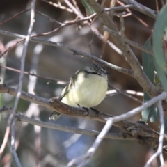 Acanthiza chrysorrhoa at Holt, ACT - 4 Aug 2020