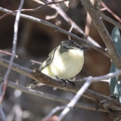 Acanthiza chrysorrhoa at Holt, ACT - 4 Aug 2020