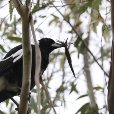 Gymnorhina tibicen (Australian Magpie) at Hawker, ACT - 12 Aug 2020 by Alison Milton