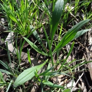 Plantago varia at Bookham, NSW - 29 Jul 2020 12:47 PM