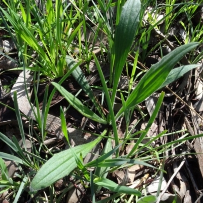 Plantago varia (Native Plaintain) at Bookham, NSW - 29 Jul 2020 by AndyRussell