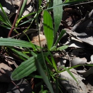 Plantago varia at Bookham, NSW - 29 Jul 2020 12:47 PM