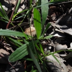 Plantago varia at Bookham, NSW - 29 Jul 2020