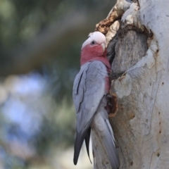 Eolophus roseicapilla (Galah) at Acton, ACT - 30 Jul 2020 by AlisonMilton