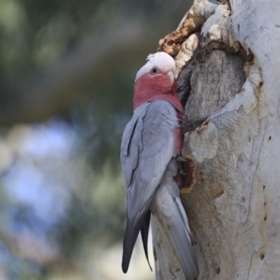 Eolophus roseicapilla (Galah) at ANBG - 30 Jul 2020 by AlisonMilton