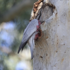 Eolophus roseicapilla at Acton, ACT - 31 Jul 2020