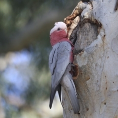 Eolophus roseicapilla at Acton, ACT - 31 Jul 2020